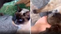 С этим котенком что то не так - «Животные приколы»