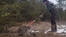 Спасли рысь попавшую в капкан - «Животные приколы»