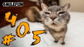 Такое поведение милых кошечек надо видеть всем - «Животные приколы»