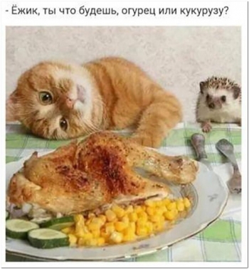 Прикольные и интересные фотографии на кайфолог.нет - «Фото приколы»