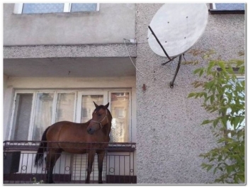 Прикольные фотографии для хорошего настроения. - «Фото приколы»
