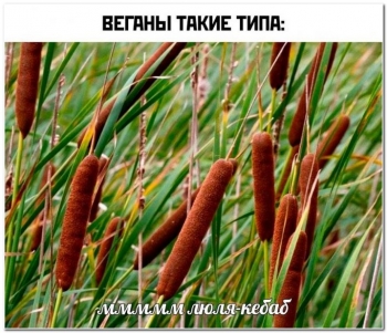 Прикольные и смешные фотографии. Смотрим и улыбаем - «Фото приколы»